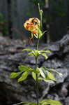 Carolina lily